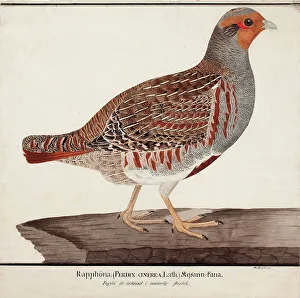 1824 Prints: Grey Partridge, 1824. Creator: Magnus von Wright