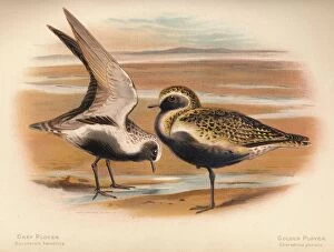 Charles Whymper Gallery: Grey Plover (Squatarola helvetica), Golden Plover (Charadrius pluvialus), 1900, (1900)