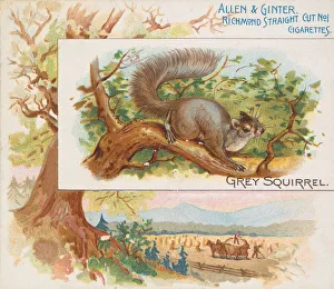 Branch Prints: Grey Squirrel, from Quadrupeds series (N41) for Allen & Ginter Cigarettes, 1890
