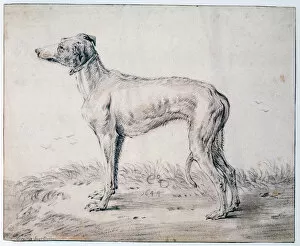 Greyhound, 1644. Artist: Cornelis Saftleven