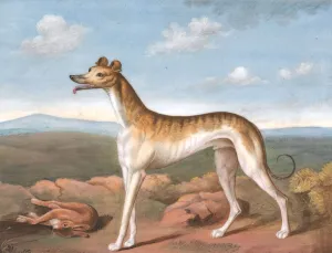 Philip Reinagle Prints: Greyhound: Facing Left, with a Dead Hare at His Feet, ca. 1805. Creator: Unknown