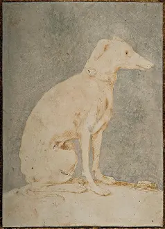 Greyhound Prints: Greyhound, First Half of 16th century. Creator: Parmigianino (1503-1540)