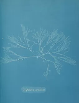 Blueprint Gallery: Griffithsia corallina, ca. 1853. Creator: Anna Atkins