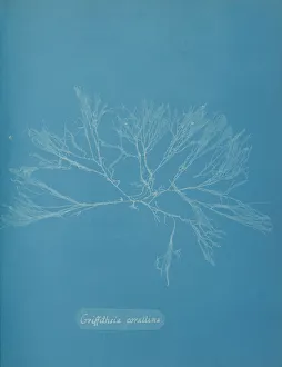 Anna Gallery: Griffithsia corallina, ca. 1853. Creator: Anna Atkins