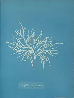 Blueprint Gallery: Griffithsia equisetifolia, ca. 1853. Creator: Anna Atkins