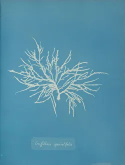 Anna Gallery: Griffithsia equisetifolia, ca. 1853. Creator: Anna Atkins