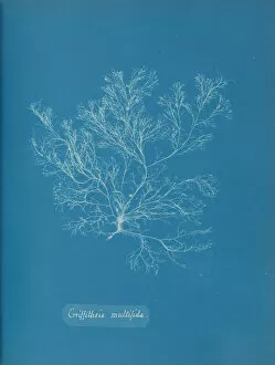 Blueprint Gallery: Griffithsia multifida, ca. 1853. Creator: Anna Atkins