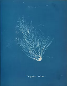 Blueprint Gallery: Griffithsia setacea, ca. 1853. Creator: Anna Atkins