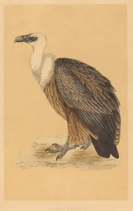 Vulture Prints: Griffon Vulture. Creator: Unknown