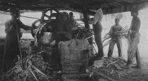 Sugarcane Prints: Grinding sugar-cane at the school's sugar-hill