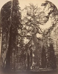 Biggest Prints: The Grisly Giant, Mariposa Grove, Yosemite, 1861. Creator: Carleton Emmons Watkins