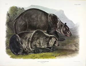 John James Audubon 1785 1851 Prints: Grizzly Bear, Ursus Freox, 1845