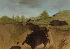 Grizzly Bear Gallery: Grizzly Bears Attacking Buffalo, 1861 / 1869. Creator: George Catlin