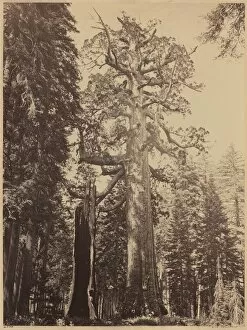 Big Tree Collection: Grizzly Giant, Mariposa Grove, 1861. Creator: Carleton Emmons Watkins