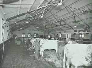 Cowshed Gallery: Grooming cattle in a cowshed, Claybury Hospital, Woodford Bridge, London, 1937