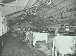 Mental Health Prints: Grooming cattle in a cowshed, Claybury Hospital, Woodford Bridge, London, 1937