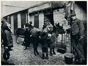 Sims Collection: Grooming costers donkeys, London, c1903 (1903)