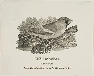 Thomas Bewick Prints: Grosbeak, n. d. Creator: Thomas Bewick