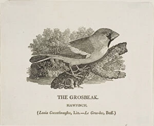 Plumage Gallery: Grosbeak, n.d. Creator: Thomas Bewick