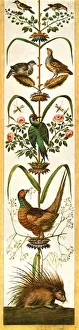 Pheasant Prints: Grotesque paintings from the Vatican loggias, Rome, Italy, (1928). Creator: Unknown