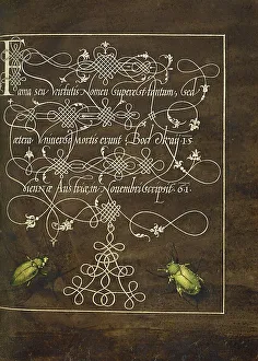 Scarab Prints: Ground Beetle and Scarab; Mira calligraphiae monumenta