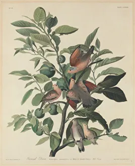Havell Robert Prints: Ground Dove, 1833. Creator: Robert Havell