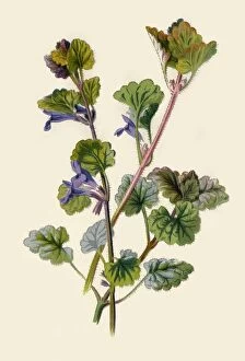 Medicinal Gallery: Ground Ivy, 1877. Creator: Frederick Edward Hulme