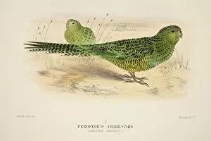Ground Parrot, pub. 1916 (hand coloured engraving). Creator: Roland Green (1896 - 1972)