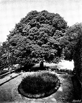 Catherine Prints: In the grounds of the Chateau Thorenc, Cannes, 1895. Creator: George Meisenbach