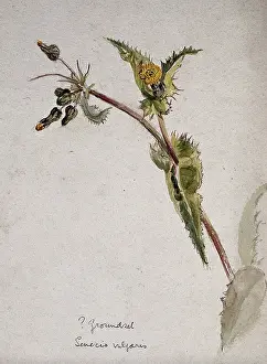 Flowering Prints: Groundsel (Senecio vulgaris): flowering stem. Creator: Unknown