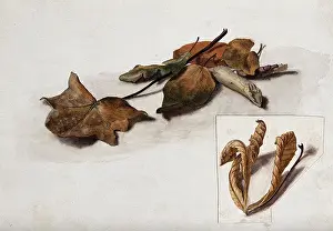 Decay Prints: A group of dead leaves, c19th century. Creator: Unknown