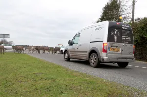 Hazard Prints: Group of donkeys crossing road and holding up traffic in New Forest 2011