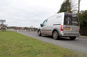 Hazard Prints: Group of donkeys crossing road and holding up traffic in New Forest 2011