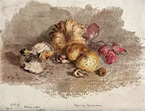 Assorted Prints: A group of fallen fungi (Pholiota squarrosa). Creator: Unknown