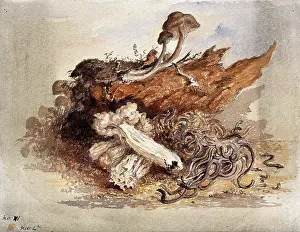 Wild Prints: A group of fungi, possibly including Clavaria and Agaricus species