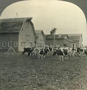 Group of Modern Dairy Barns and Herd of Holstein Cattle at Lake Mills, Wisconsin