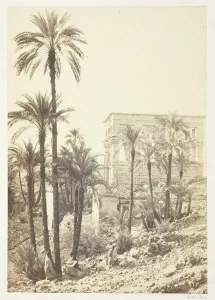 Frith Francis Gallery: Group of Palms, 1858 / 62. Creator: Francis Frith