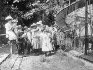 Field Trip Prints: Group of public school children looking at bears in the National Zoo(?)