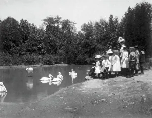 Group of public school children looking at pelicans and swan in the Nation...Washington DC, (1899?). Creator: Frances Benjamin Johnston
