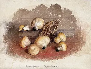 Edible Prints: A group of puff balls (Lycoperdon perlatum) and bracket fungi (Polyporus species)