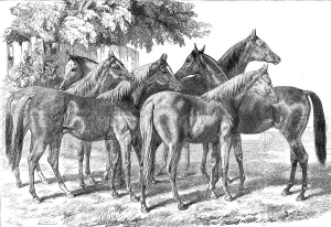 Group of yearlings at Mr. Blenkiron's sale, Middle Park, Eltham, Kent, 1868. Creator: Unknown