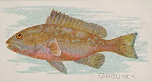 Lindner Eddy Claus Prints: Grouper, from the Fish from American Waters series (N8) for Allen &amp