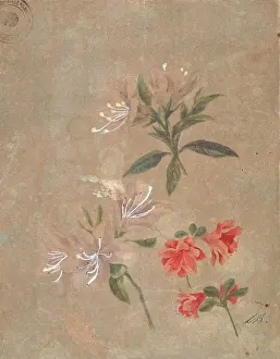 Three groups of flowers, 1886. Creator: Kiyohara, Tama (O'Tama), (Eleonora Ragusa) (1861-1939).<br> Three groups of flowers, 1886