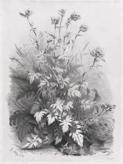 Thierry Frères Prints: Groups of Various Plants Drawn After Nature: No. 7, 1848. Creator: Eugene Blery (French