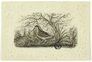 Grouse, n.d. Creator: Henry LeJeune