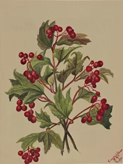 Berries Gallery: Grouseberry (Viburnum americanum), 1880. Creator: Mary Vaux Walcott