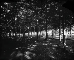 Grove, Bay View, Mich. The, between 1890 and 1905. Creator: Unknown