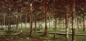 Bells Prints: The Grove at Bay View, Michigan, c1901. Creator: Unknown