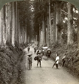 The groves were Gods first temples, avenue of noble cryptomerias at Nikko, Japan, 1904. Artist: Underwood & Underwood