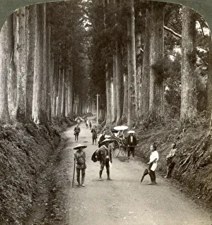 Nikko Prints: The groves were Gods first temples